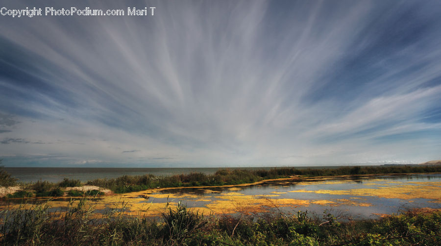 Field, Grass, Grassland, Plant, Land, Outdoors, Marsh