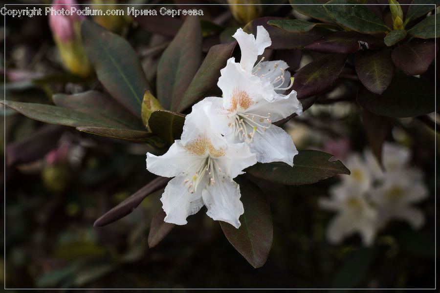 Blossom, Flora, Flower, Plant, Gladiolus, Cherry Blossom, Acanthaceae