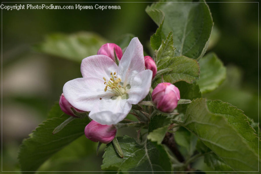 Blossom, Flora, Flower, Plant, Geranium