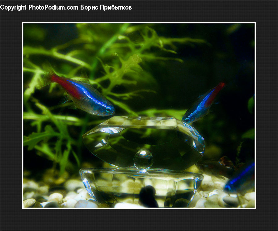 Sea Life, Shrimp, Fish