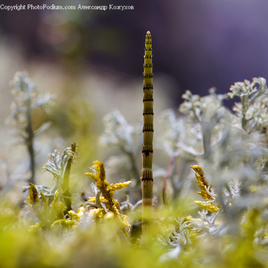 Field, Grass, Grassland, Plant, Moss, Conifer, Fir