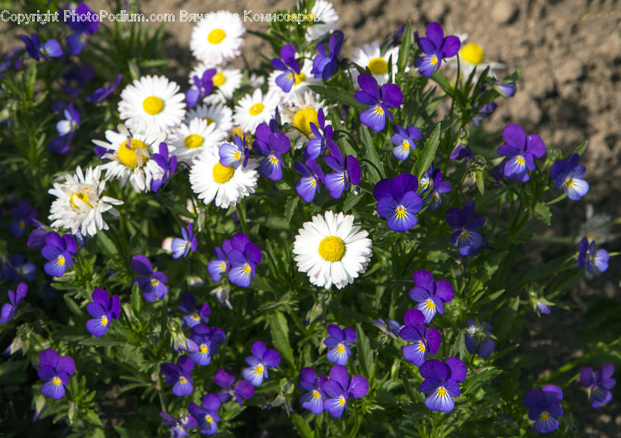 Blossom, Flora, Flower, Plant, Violet, Crocus, Geranium