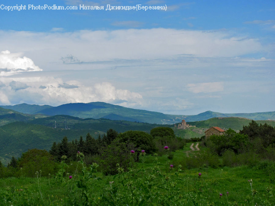 Field, Grass, Grassland, Land, Outdoors, Landscape, Nature