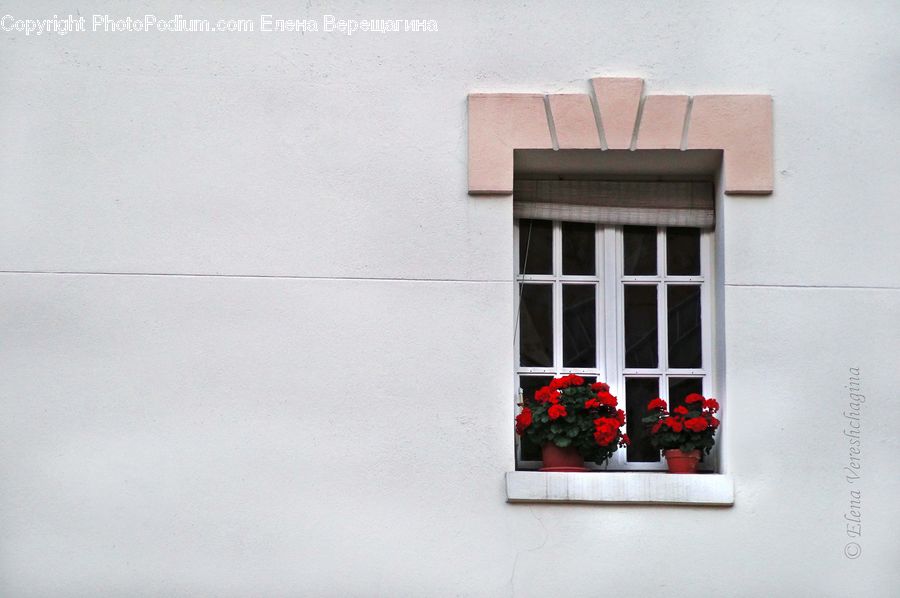 Plant, Potted Plant, Blossom, Flora, Flower, Geranium, Window