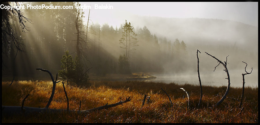 Fog, Field, Grass, Grassland, Plant, Dawn, Dusk