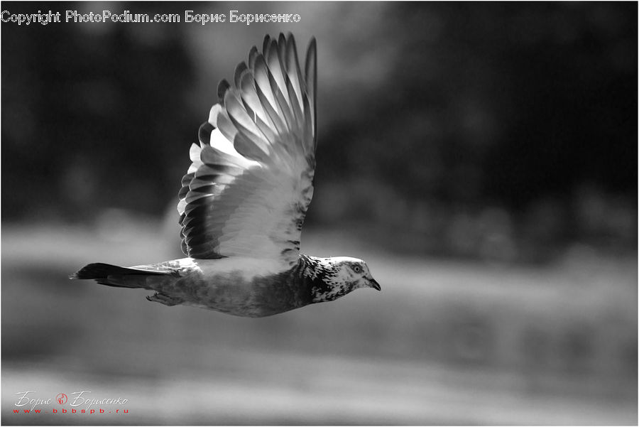 Bird, Seagull, Booby, Pigeon, Dove, Beak, Flying