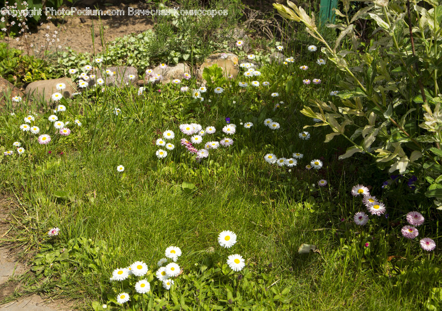 Cosmos, Fiber, Flax, Flora, Flower, Plant, Daisies