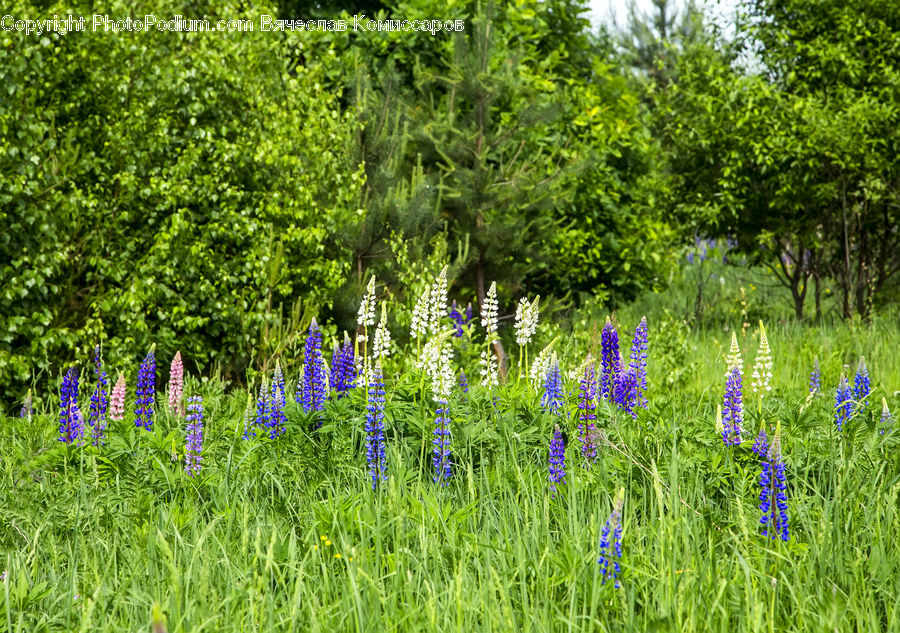 Flower, Lupin, Plant, Blossom, Flora, Crocus, Forest