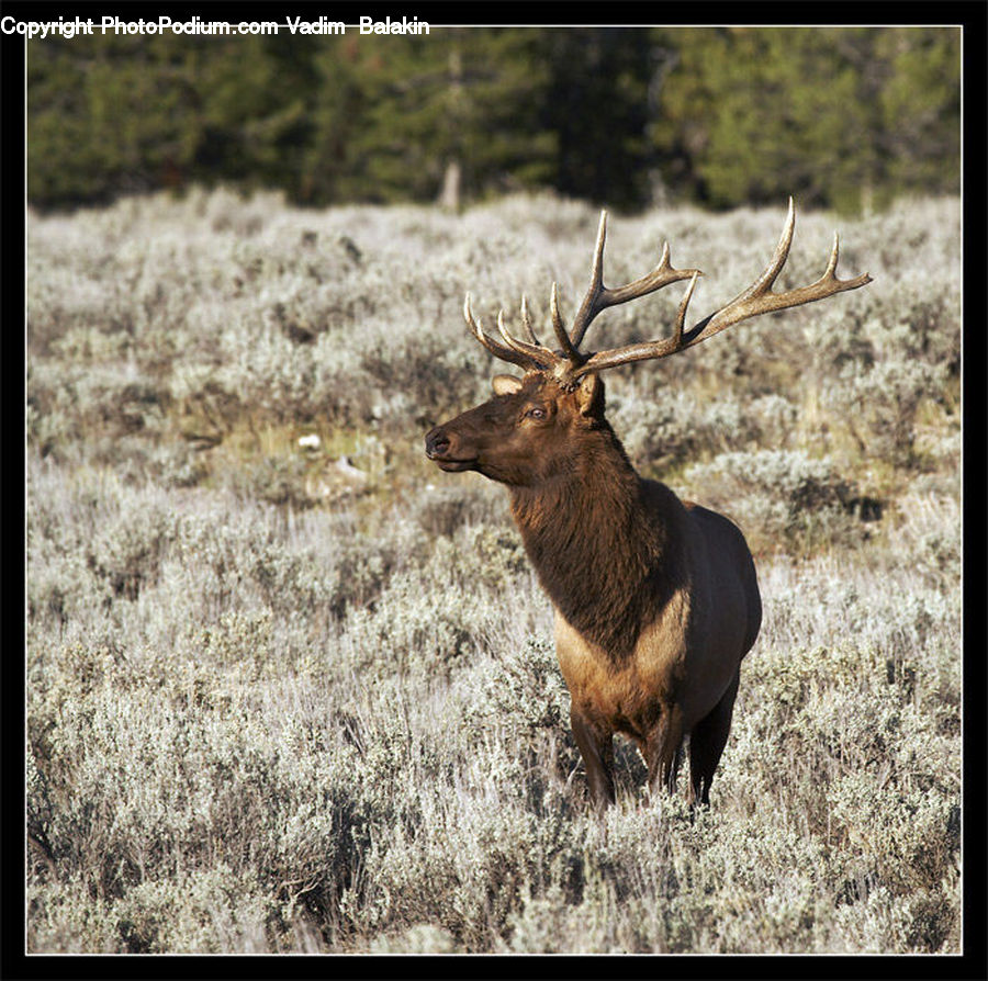 Animal, Deer, Elk, Mammal, Wildlife, Angus, Bull