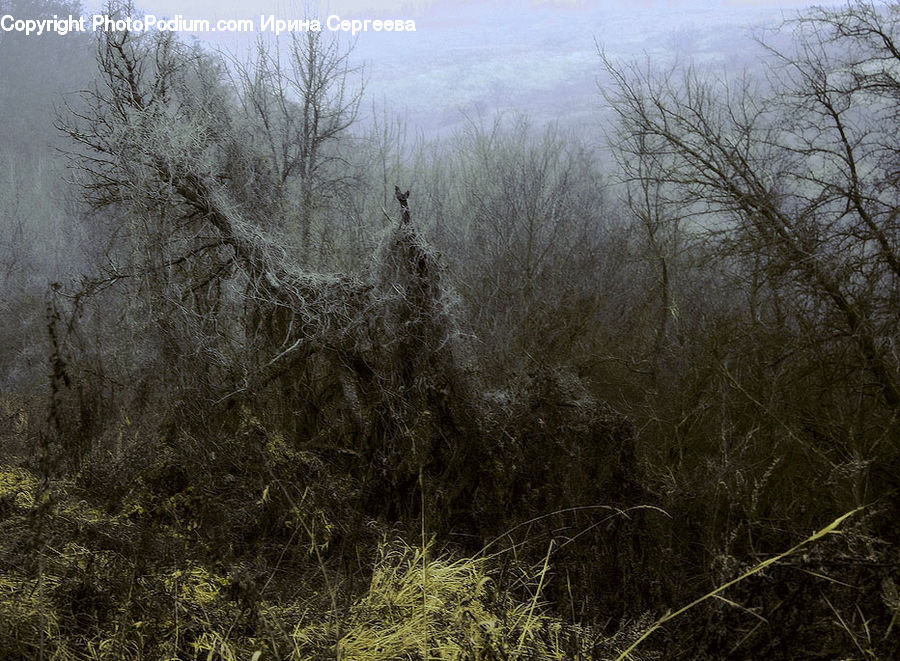 Field, Grass, Grassland, Plant, Fog, Mist, Outdoors