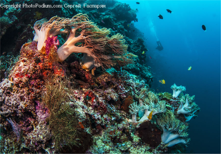 Coral Reef, Outdoors, Reef, Sea, Sea Life, Water, Sponge Animal