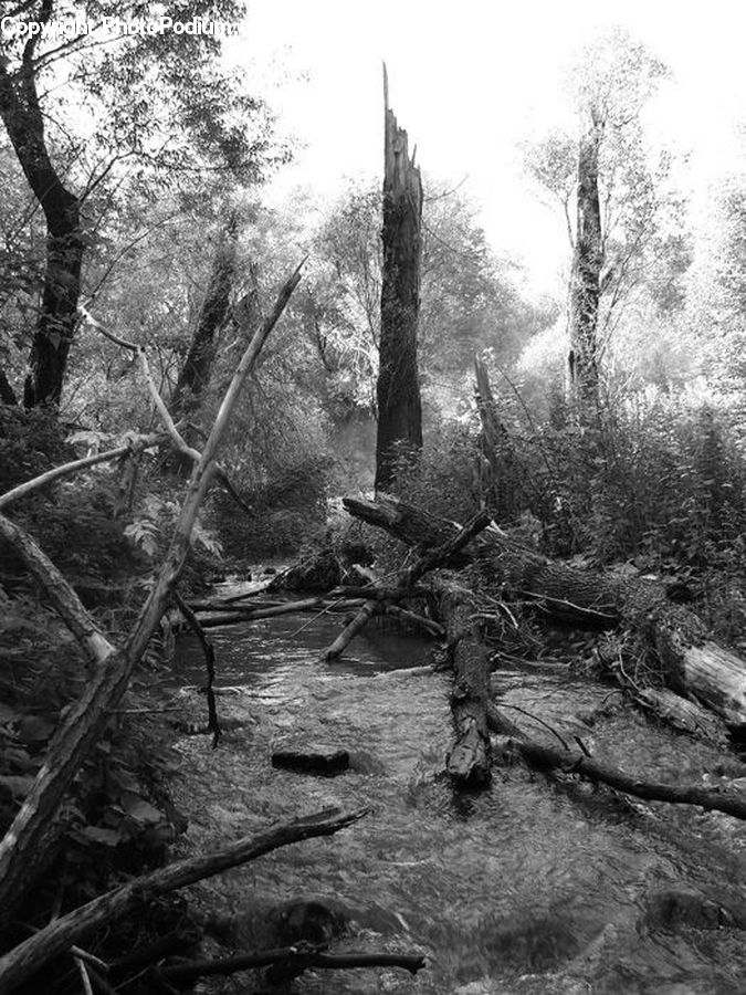 Forest, Vegetation, Grove, Land, Plant, Tree, Fir