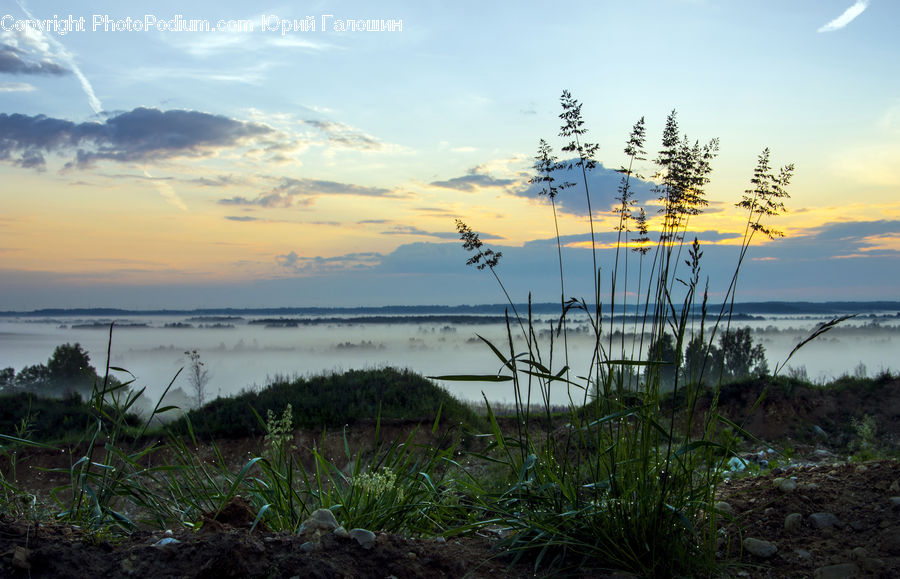 Grass, Plant, Reed, Field, Grassland, Bush, Vegetation