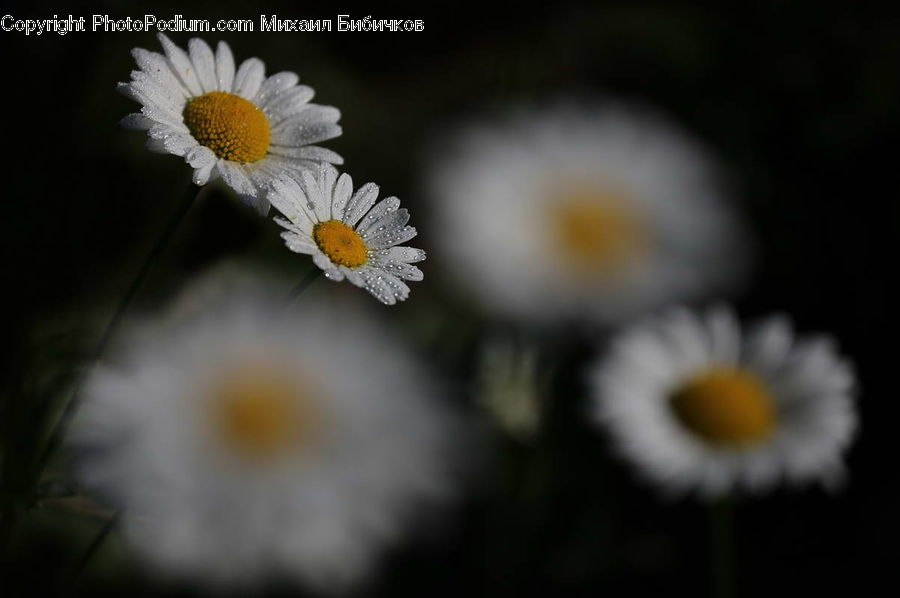 Daisies, Daisy, Flower, Plant, Asteraceae, Blossom, Flora