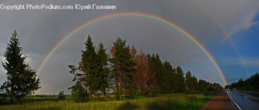 Outdoors, Rainbow, Sky, Conifer, Fir, Plant, Tree