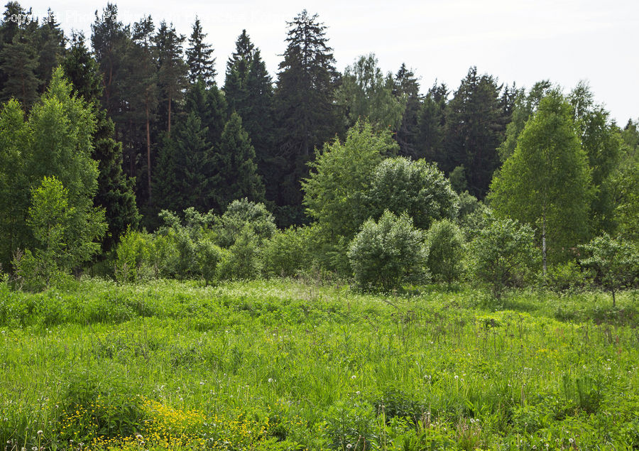 Conifer, Fir, Plant, Tree, Field, Grass, Grassland