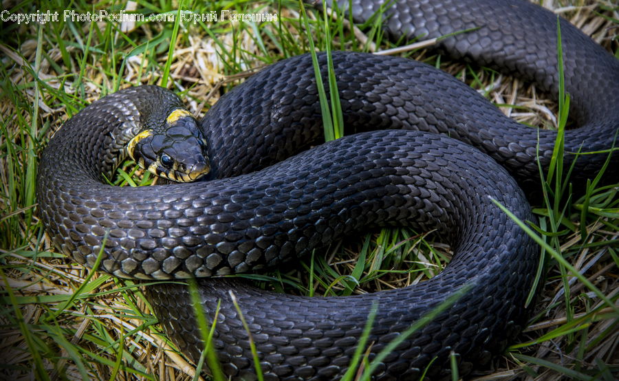 Reptile, Snake, King Snake, Arecaceae, Palm Tree, Plant, Tree