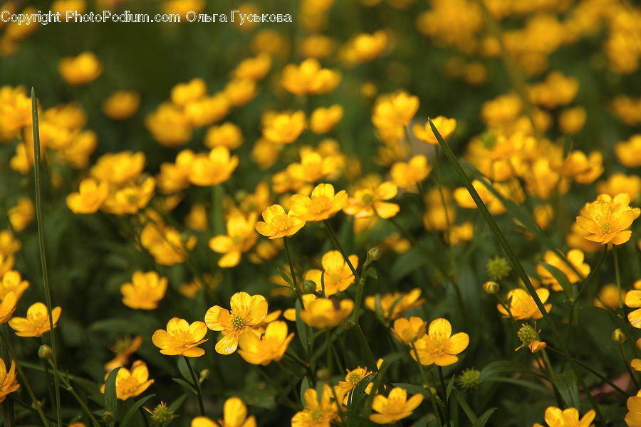Blossom, Flora, Flower, Plant, Daffodil, Cosmos, Asteraceae