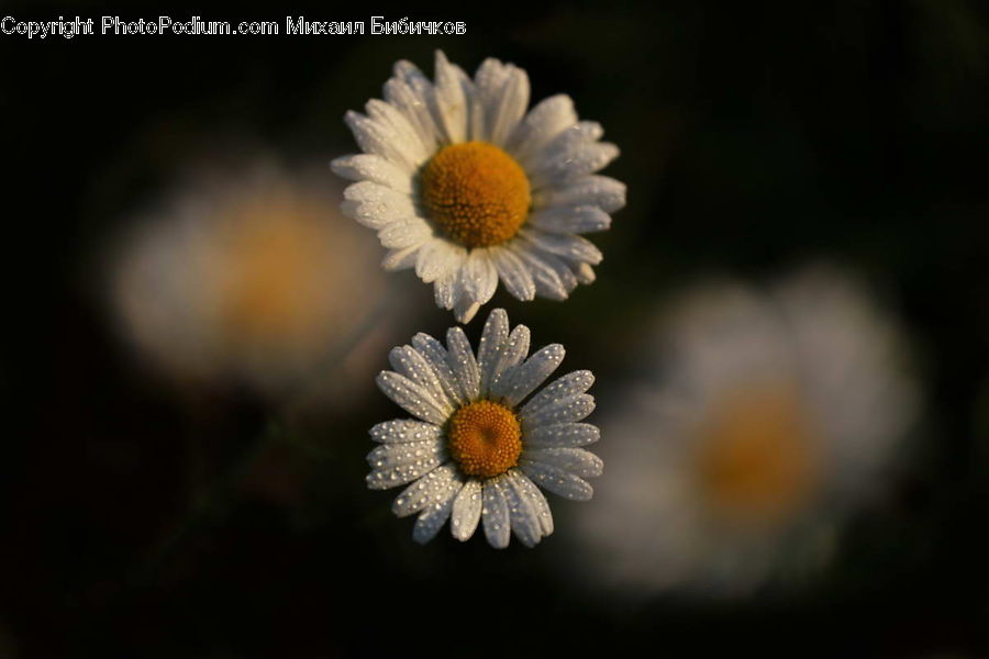 Daisies, Daisy, Flower, Plant, Blossom, Flora