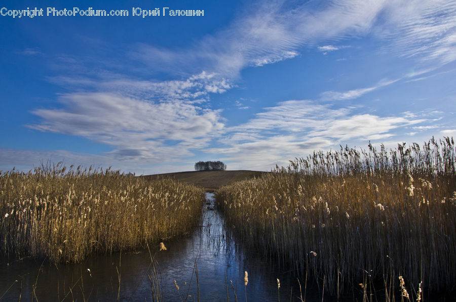 Grass, Plant, Reed, Field, Grassland