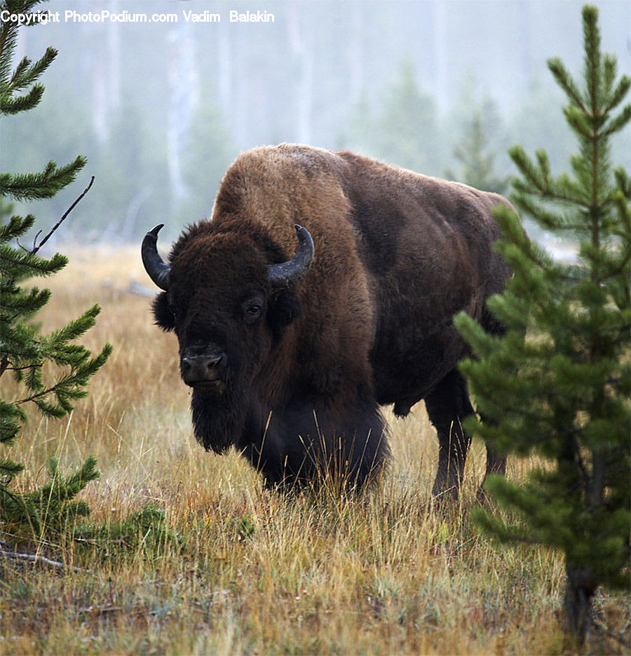 Animal, Bison, Bull, Mammal, Buffalo