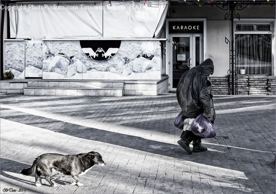 People, Person, Human, Bench, Animal, City, Downtown