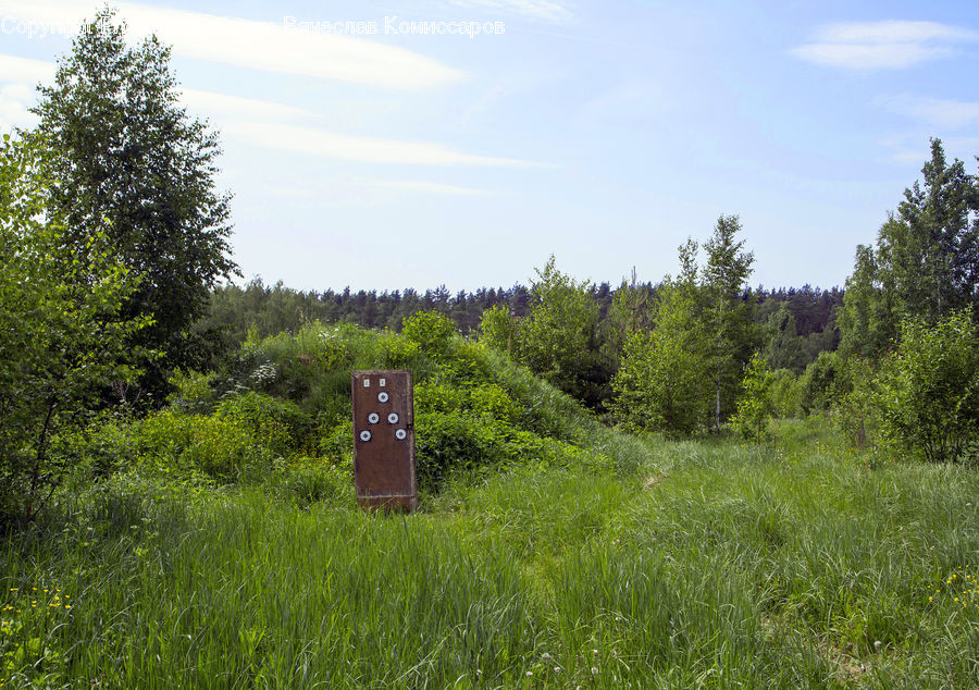 Field, Grass, Grassland, Land, Outdoors, Conifer, Fir