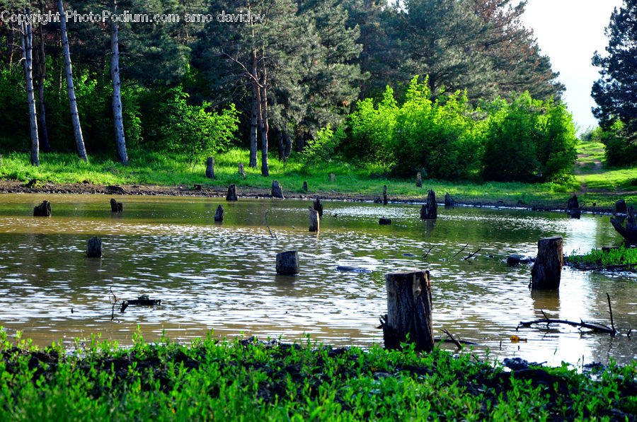 Outdoors, Pond, Water, Land, Marsh, Swamp, Forest