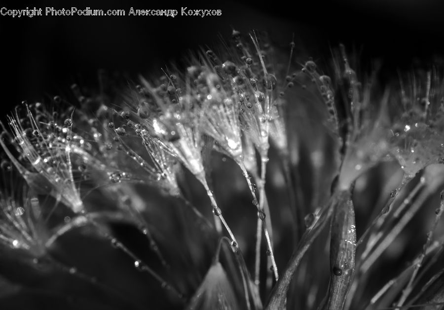 Fireworks, Night, Conifer, Fir, Plant, Tree, Blossom