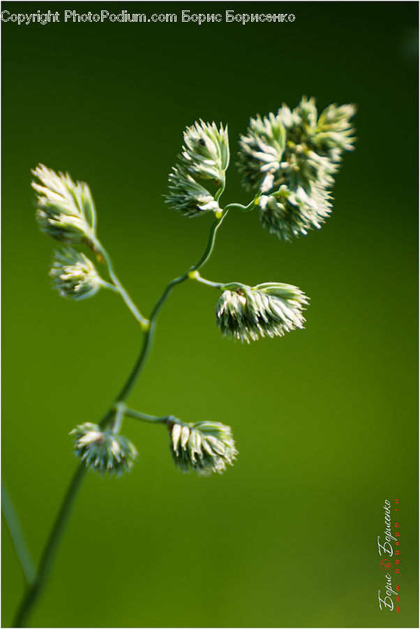 Dill, Plant, Conifer, Fir, Tree, Blossom, Flora