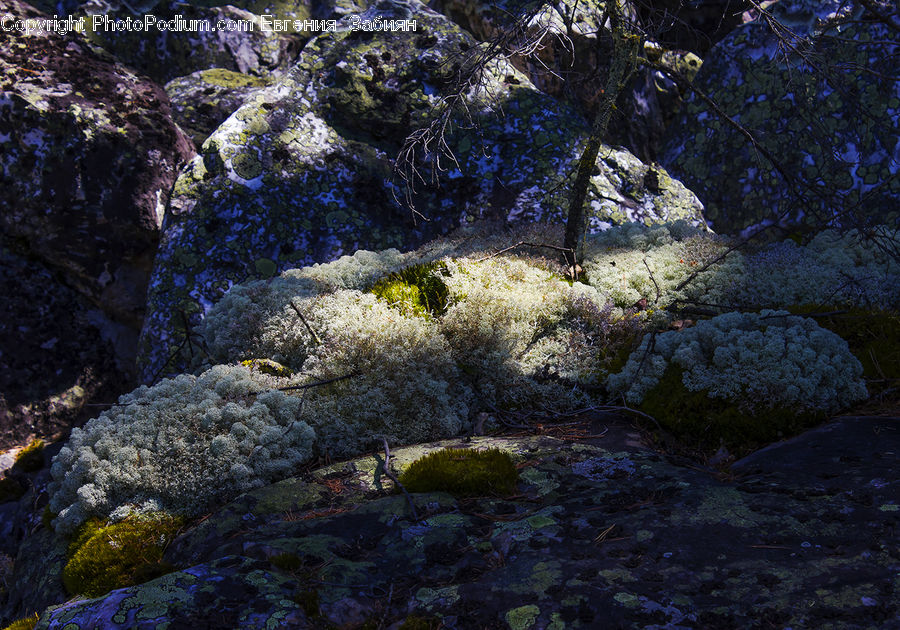 Creek, Outdoors, River, Water, Coral Reef, Reef, Sea