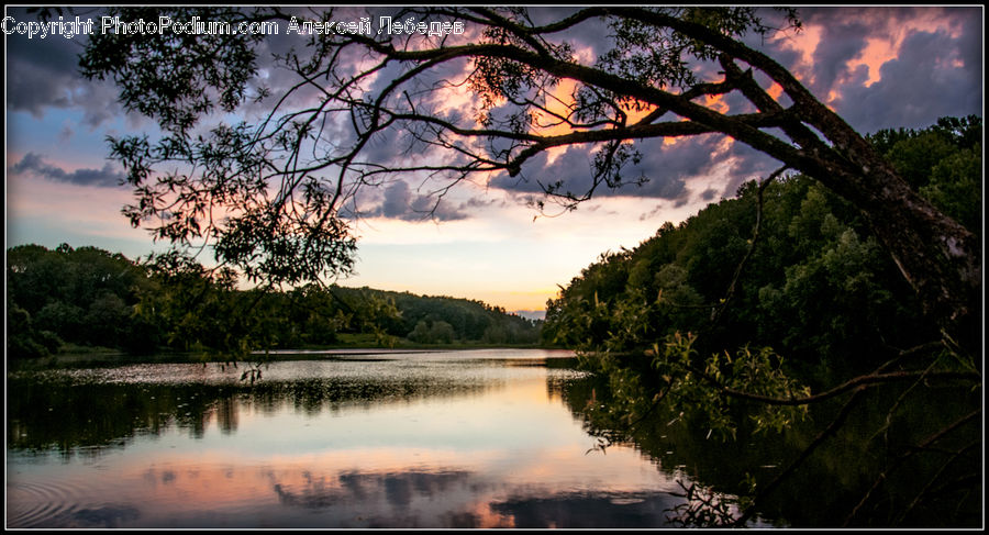 Forest, Jungle, Rainforest, Vegetation, Plant, Tree, Dawn