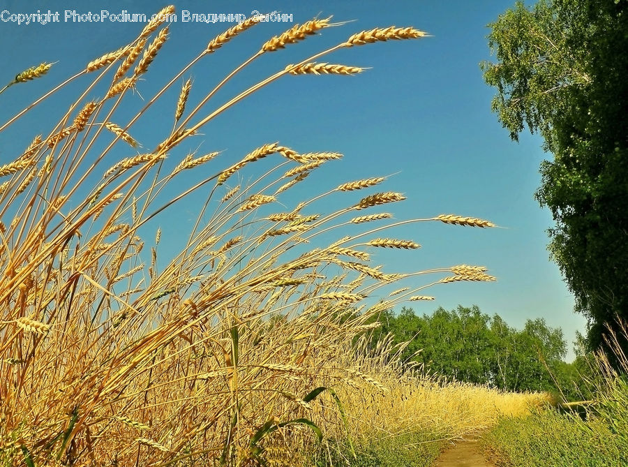 Field, Grass, Grassland, Plant, Grain, Wheat, Tree
