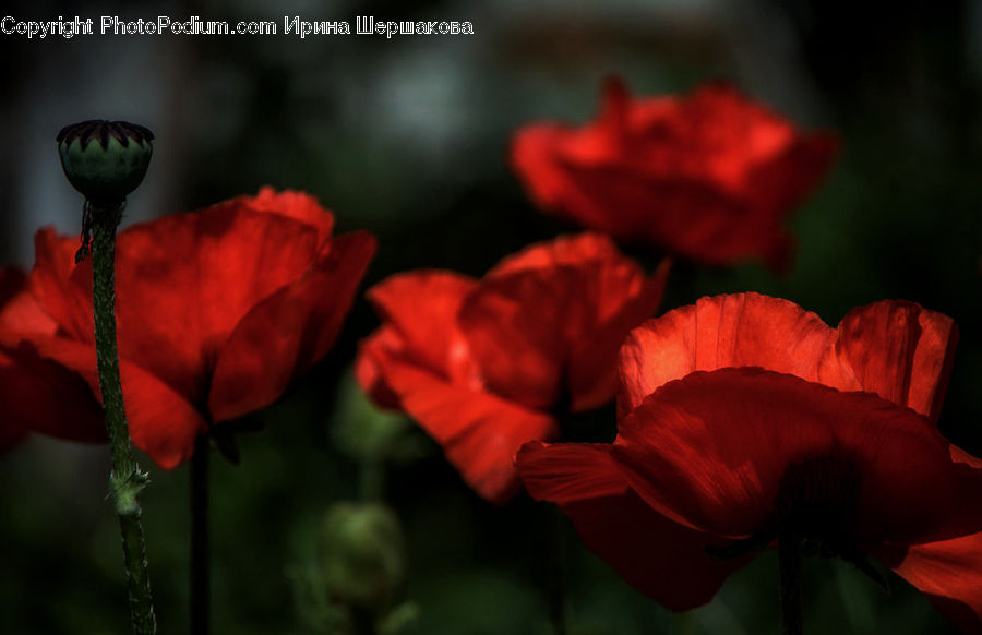 Blossom, Flora, Flower, Plant, Poppy, Geranium, Gladiolus