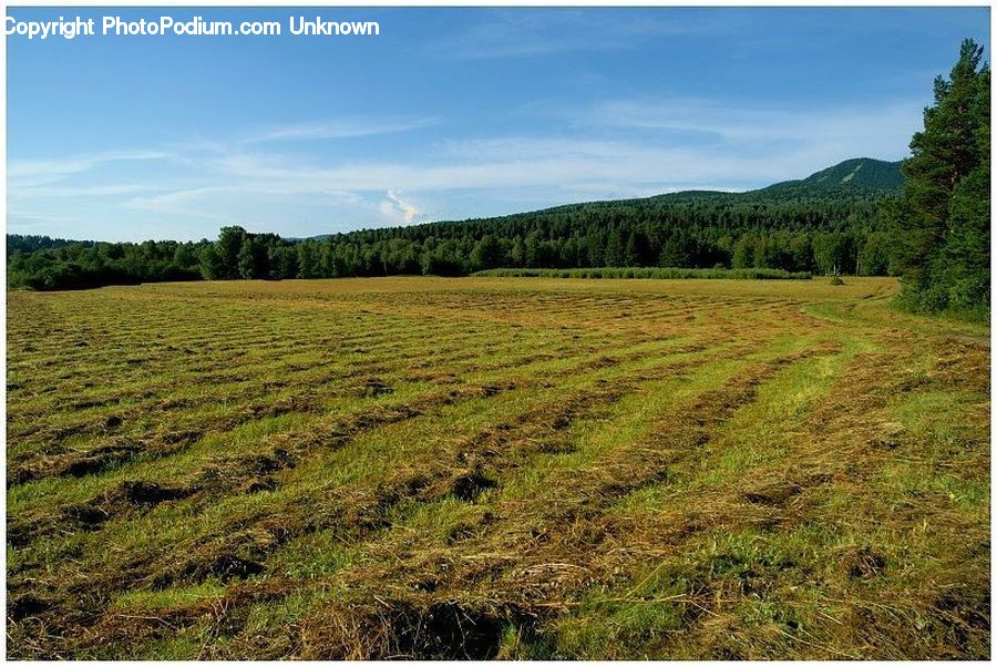 Field, Dirt Road, Gravel, Road, Soil, Conifer, Fir