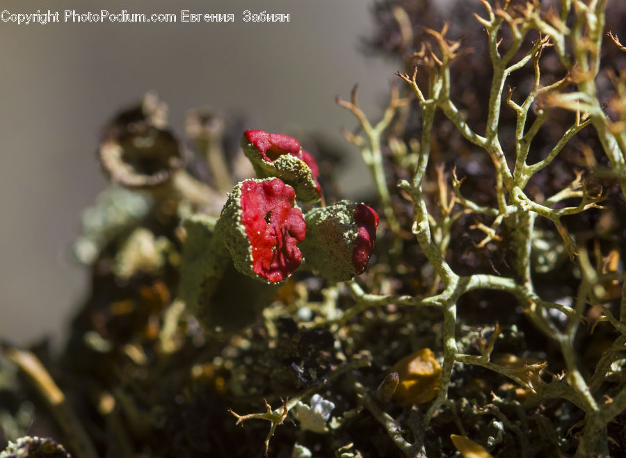 Cactus, Plant, Fruit, Raspberry, Strawberry, Blossom, Flora