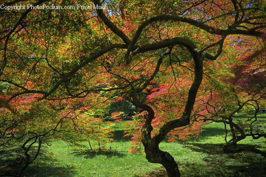 Oak, Tree, Wood, Plant, Forest, Grove, Land