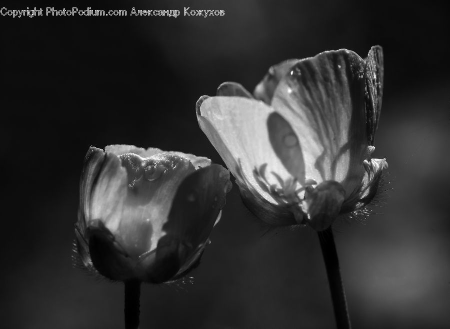 Blossom, Flora, Flower, Plant, Tulip, Petal, Anther