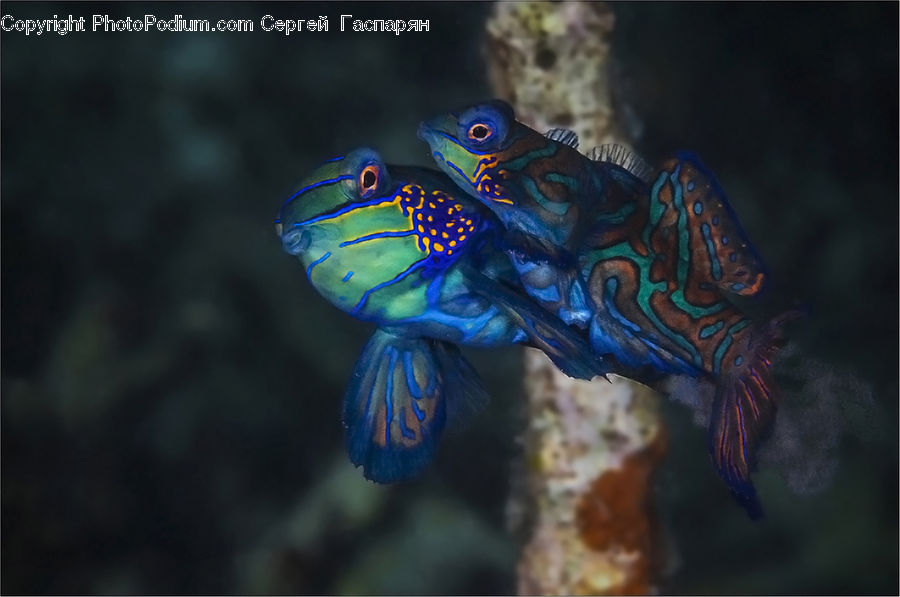 Fish, Sea Life, Aquatic, Water