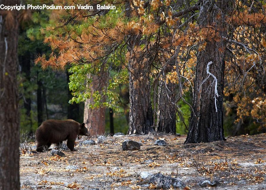 Animal, Bear, Black Bear, Mammal, Boar, Hog, Pig