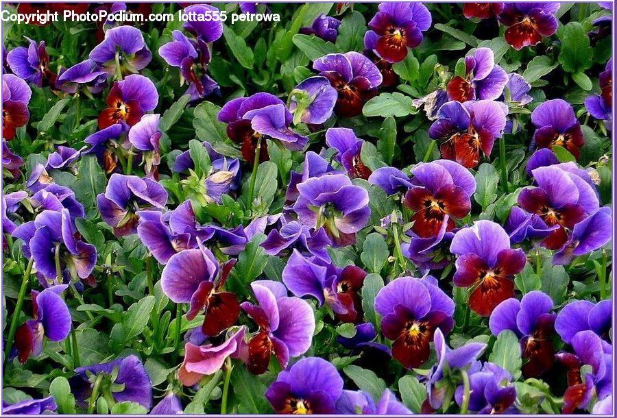 Blossom, Flora, Flower, Pansy, Plant, Violet, Iris