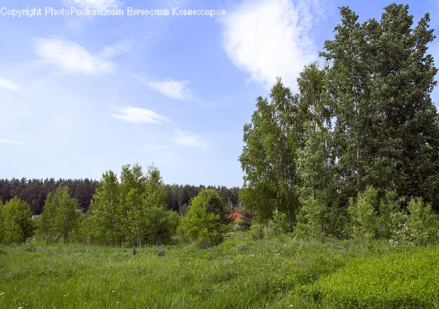 Conifer, Fir, Plant, Tree, Field, Grass, Grassland
