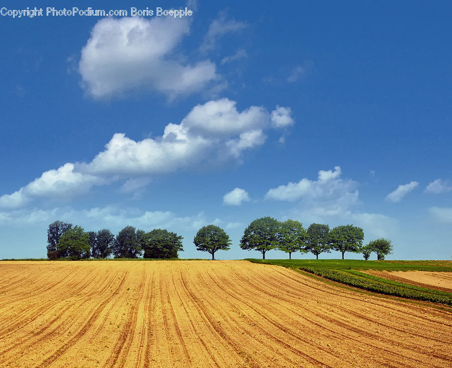 Field, Grain, Wheat, Landscape, Nature, Scenery, Dirt Road