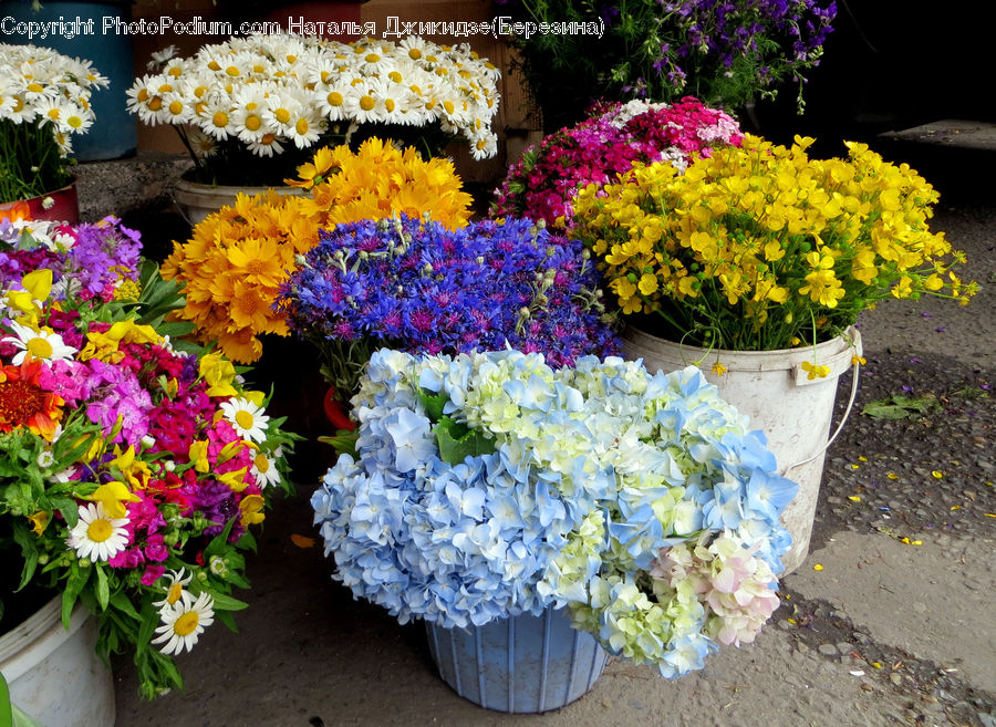 Plant, Potted Plant, Flower, Flower Arrangement, Flower Bouquet, Pot, Pottery