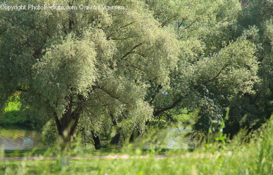 Plant, Tree, Willow, Field, Grass, Grassland, Conifer