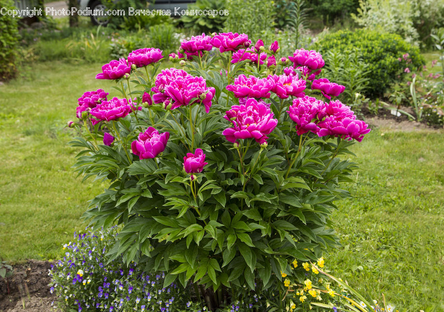 Blossom, Flower, Peony, Plant, Flora, Pansy, Fiber