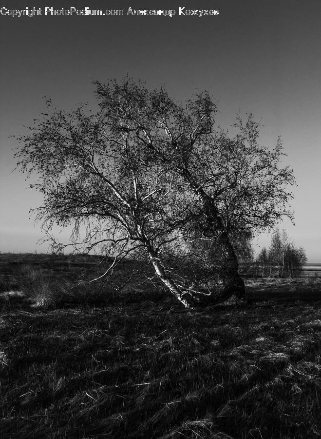 Plant, Tree, Oak, Wood, Countryside, Outdoors, Blossom