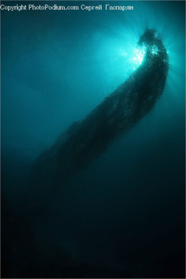 Animal, Fish, Humpback, Sea Life, Whale
