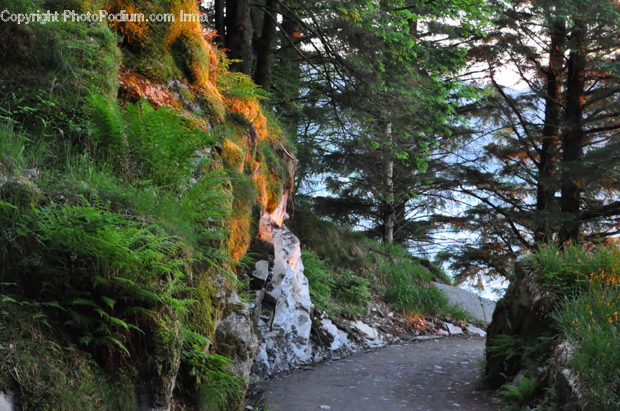 Conifer, Fir, Plant, Tree, Creek, Outdoors, River