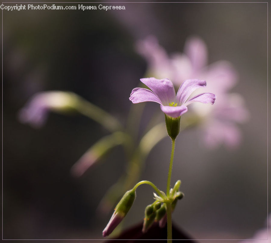 Bud, Plant, Blossom, Flora, Flower, Geranium, Sprout